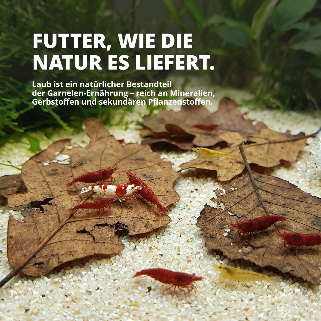 NatureHolic Instant Laub - Sterilisierte und vorgewässerte Laubportionen - 100g