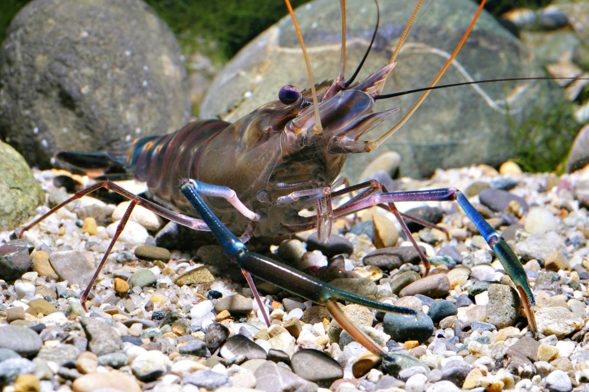 Blaue Riesenhandgarnele - Macrobrachium cf. rosenbergii