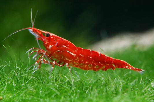 Red Cherry Garnele - Neocaridina davidi