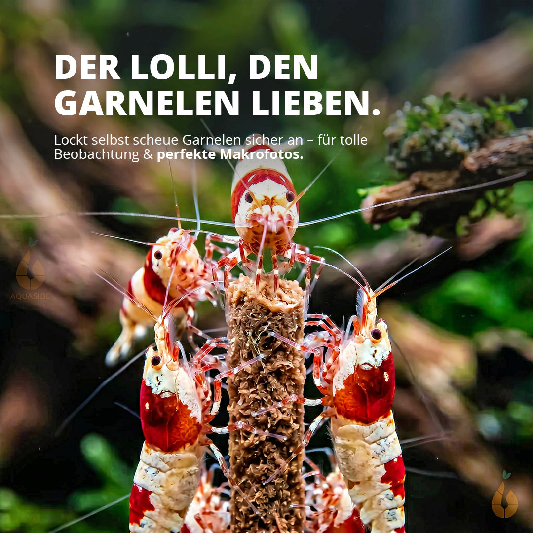 NatureHolic - Garnelen Lollies „Walnut Boost“ - 5 Lollis fürs Aquarium