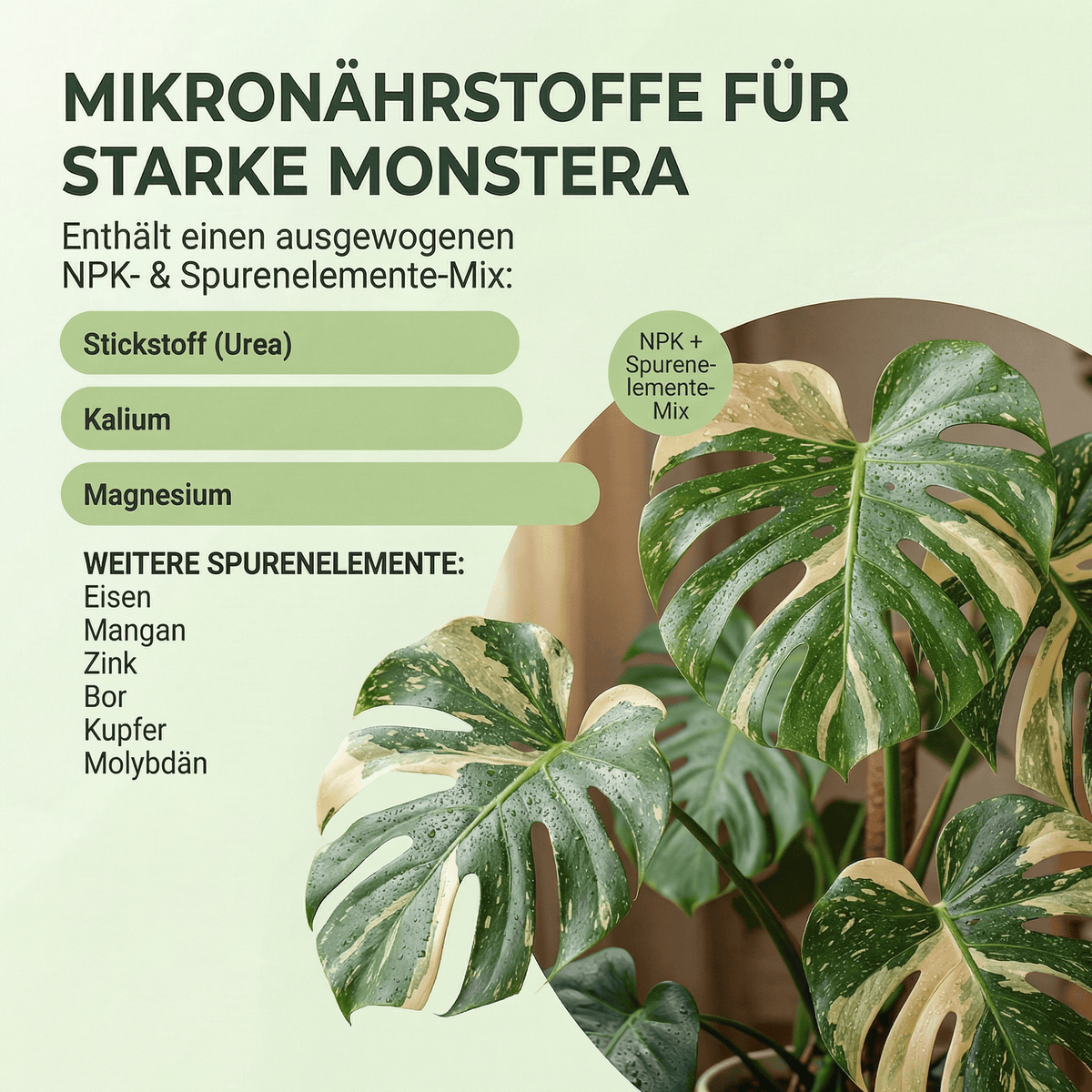 NatureHolic Monstera Spray - Blattspray Dünger