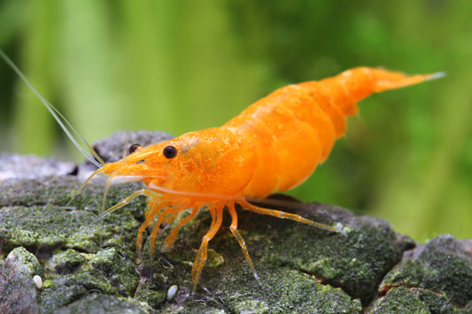 Orange Sakura – Neocaridina davidi