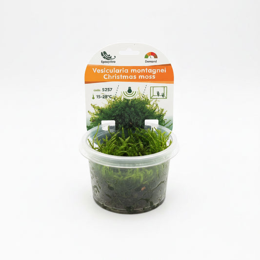 Vesicularia montagnei InVitro Christmas Moos Aquarienpflanze