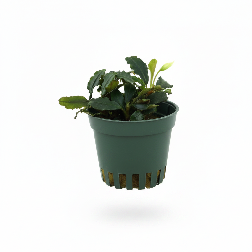 Bucephalandra „Blue Green“