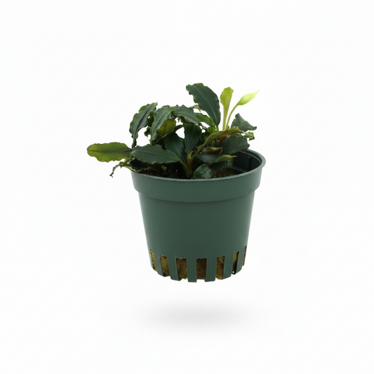 Bucephalandra „Blue Green“
