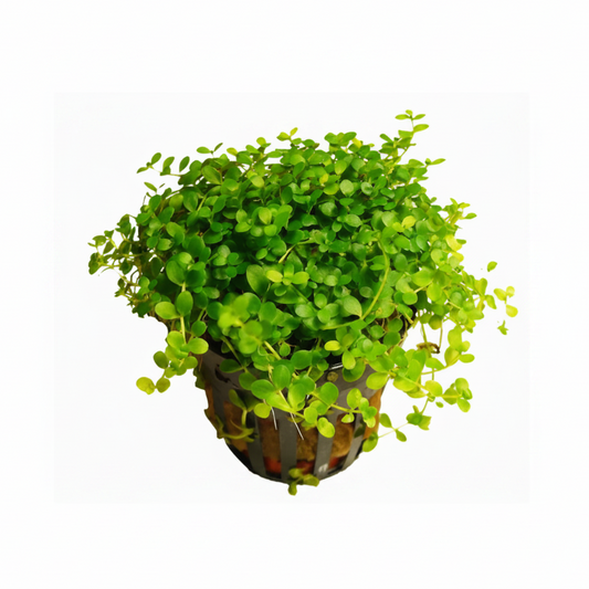 Monte Carlo Perlenkraut – Micranthemum tweediei „Monte Carlo“