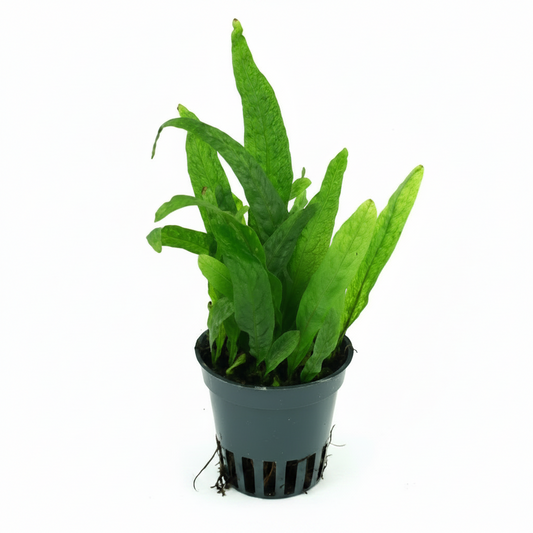 Microsorum mini - kleinwüchsiger Javafarn