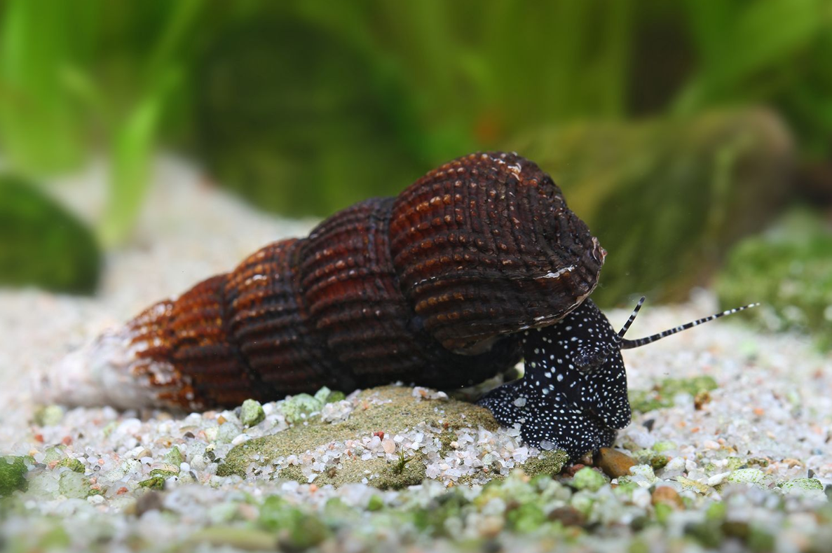 Tylomelania patriatrchalis - Pelhuhn