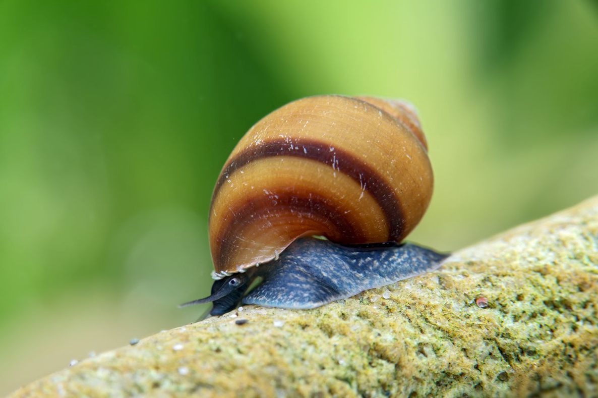 Blue Jelly Schnecke - Taia sp. - Pianoschneckenart