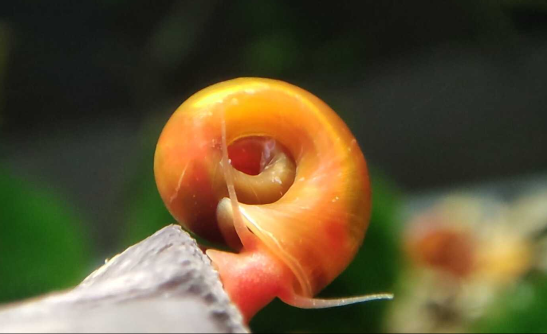 Orange Posthornschnecke - Planorbella/Planorbis sp. (orange)