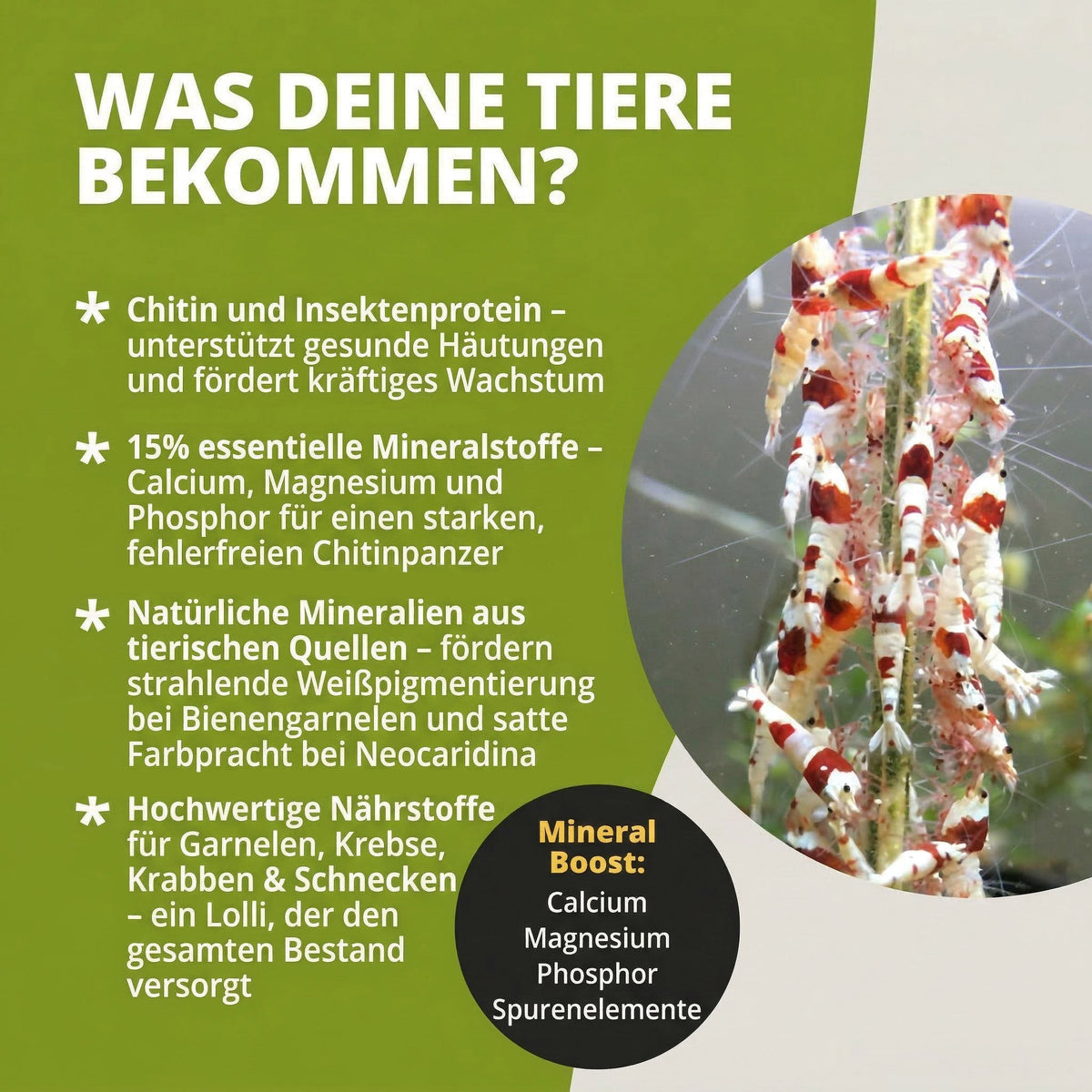 NatureHolic - Garnelen Lollies „MineralBoost“ - 5 Lollis fürs Aquarium