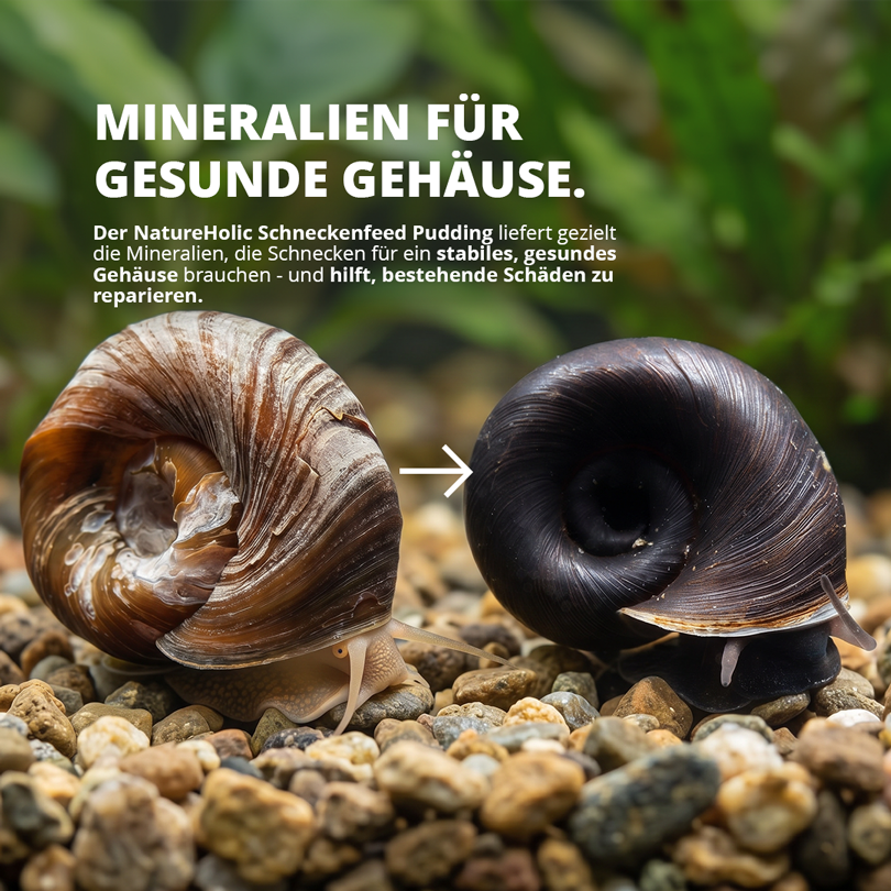 NatureHolic - Schneckenfeed Pudding - 50g Snailfeed Pudding