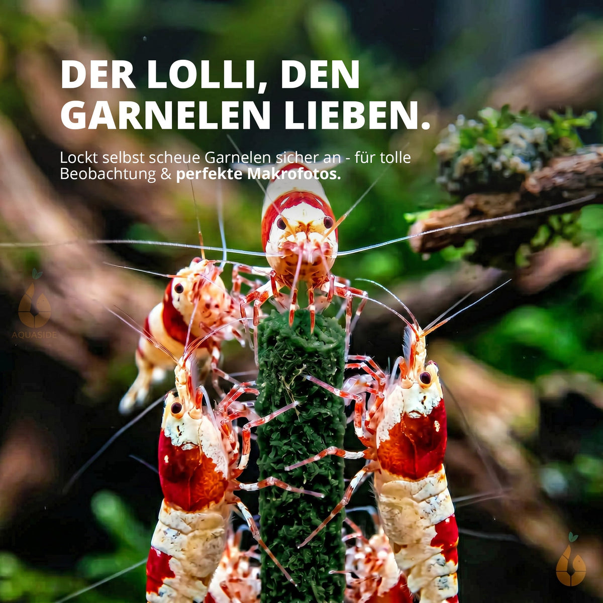 NatureHolic - Garnelen Lollies „Popeye - Spinat“ - 5 Lollis fürs Aquarium