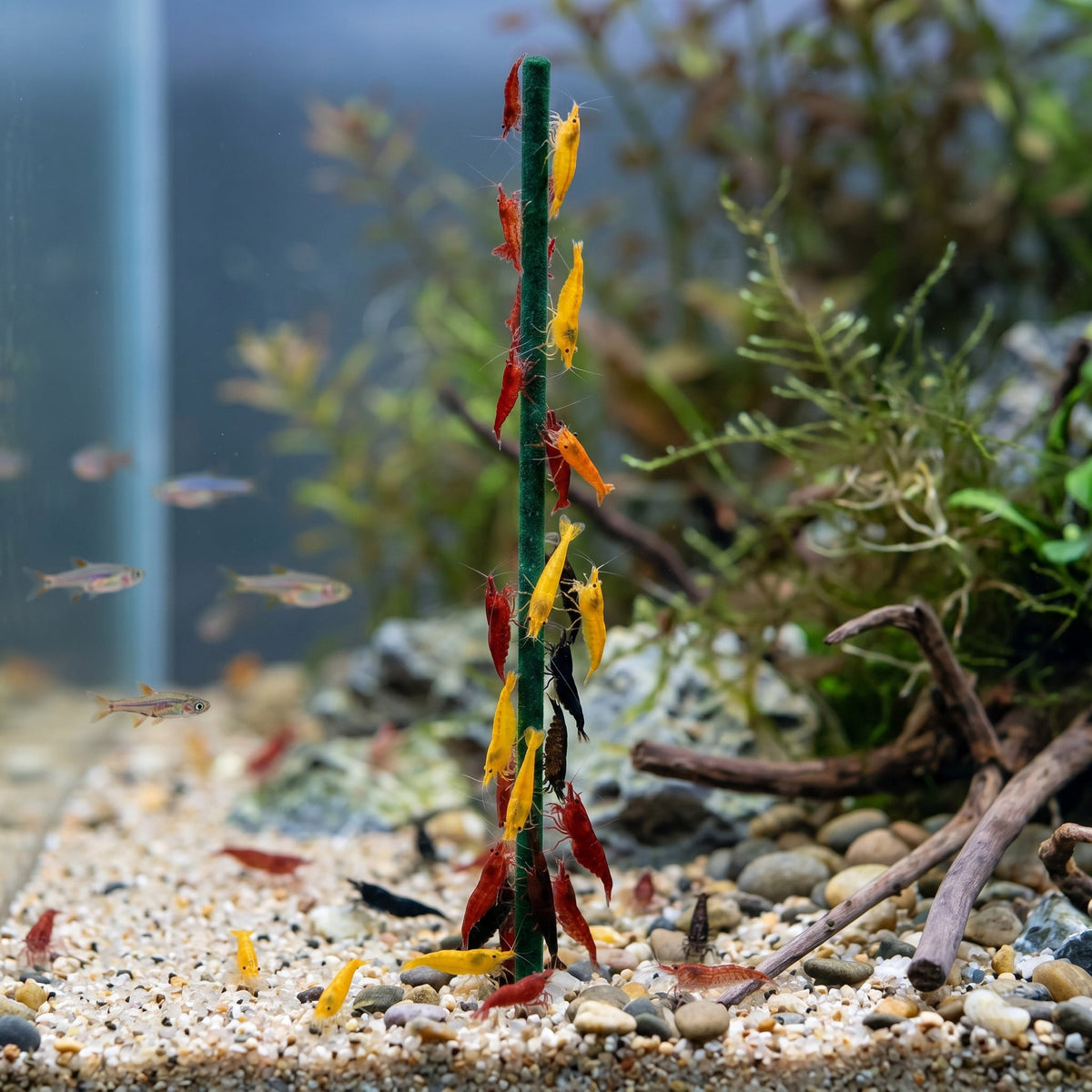 NatureHolic - Garnelen Lollies „Popeye - Spinat“ - 5 Lollis fürs Aquarium