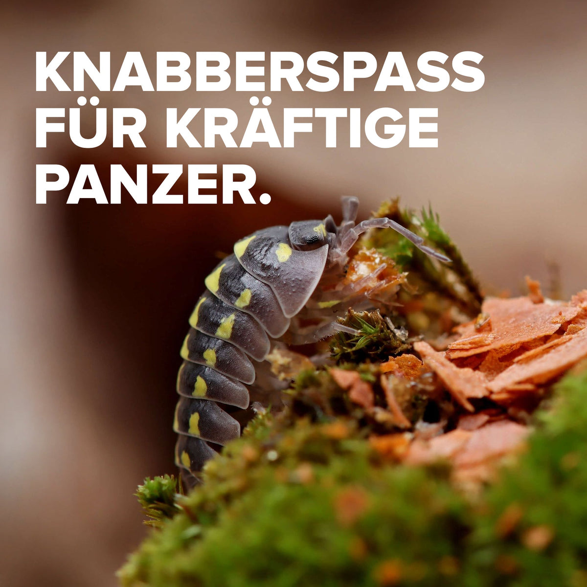 NatureHolic AsselFeed - Assel Futter