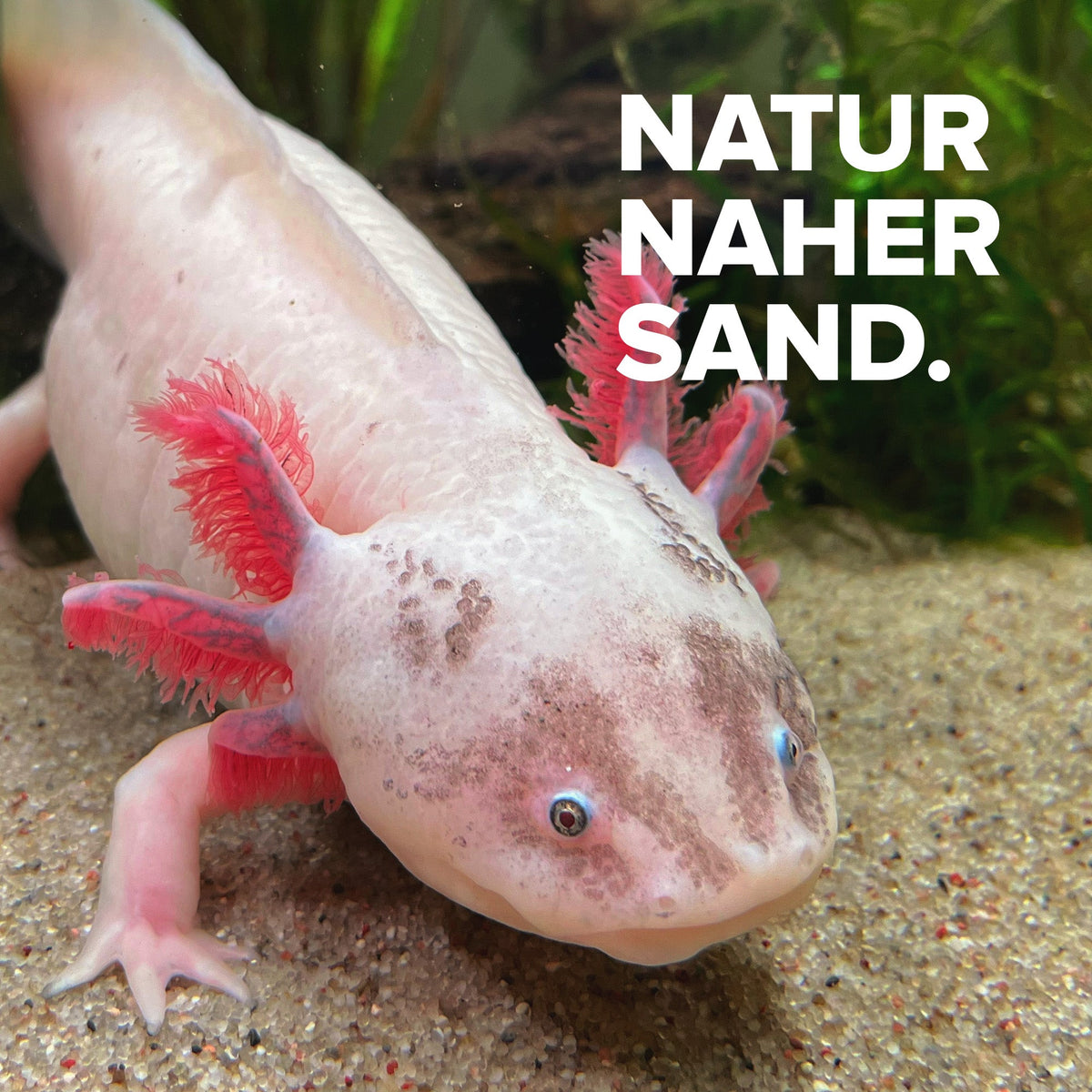 Axolotl Sand - 10kg Natursand für Axolotl