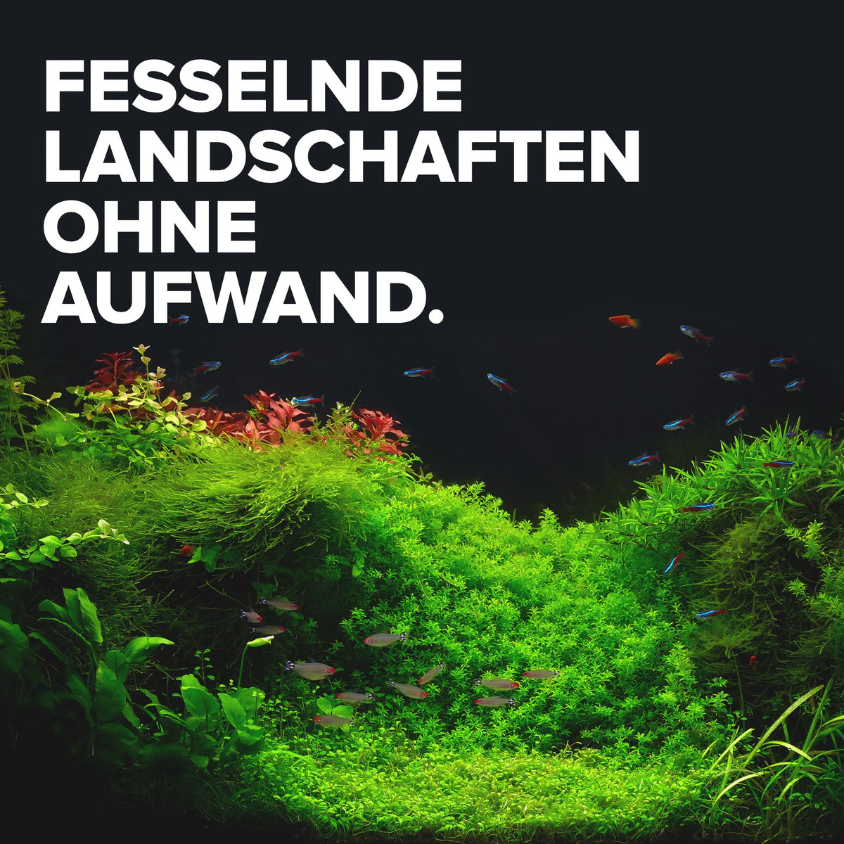 NatureHolic NutriCaps - Wasserpflanzen Bodengrunddünger