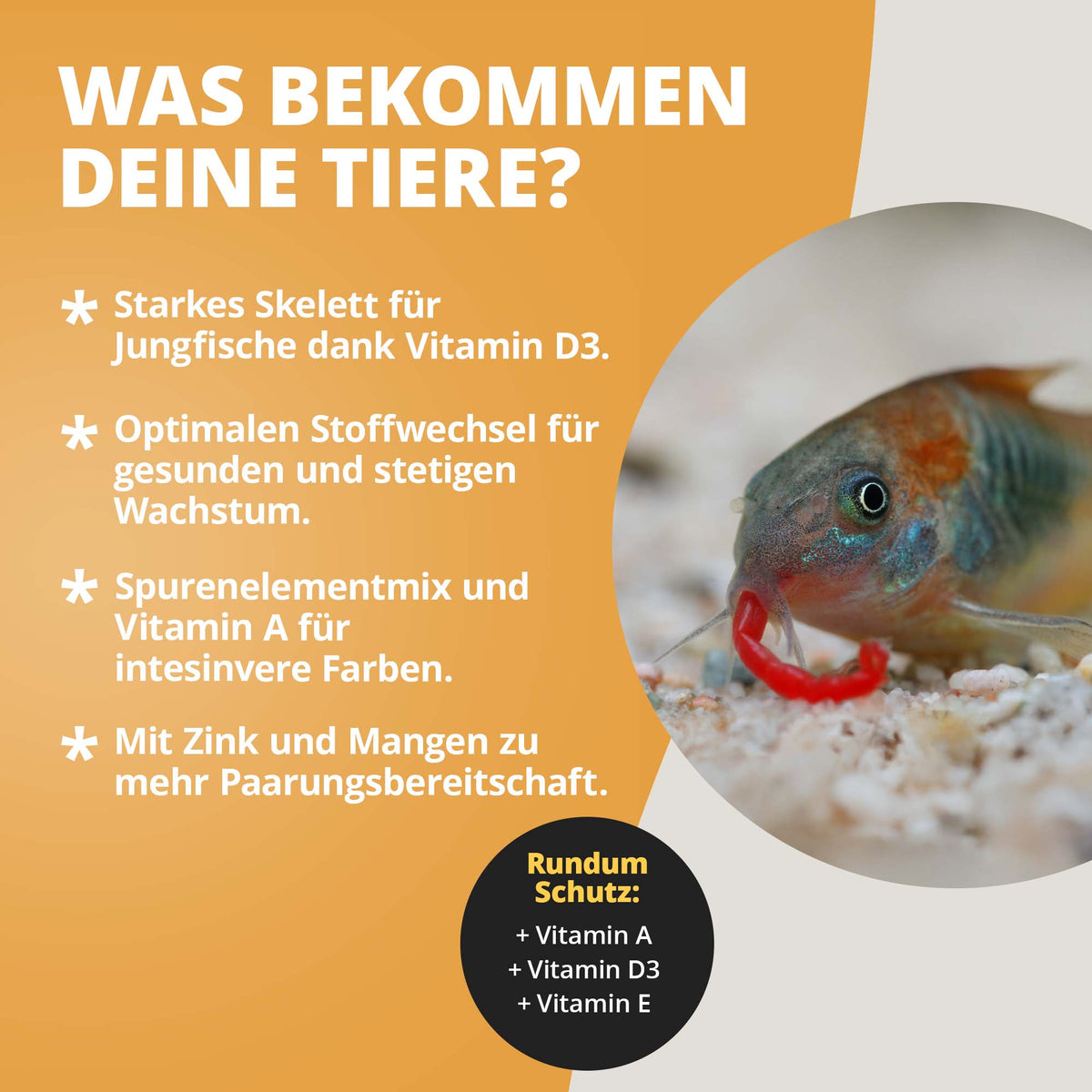 NatureHolic Vita Drops Fish - 30ml Fischfutter Zusatz für mehr Vitalität