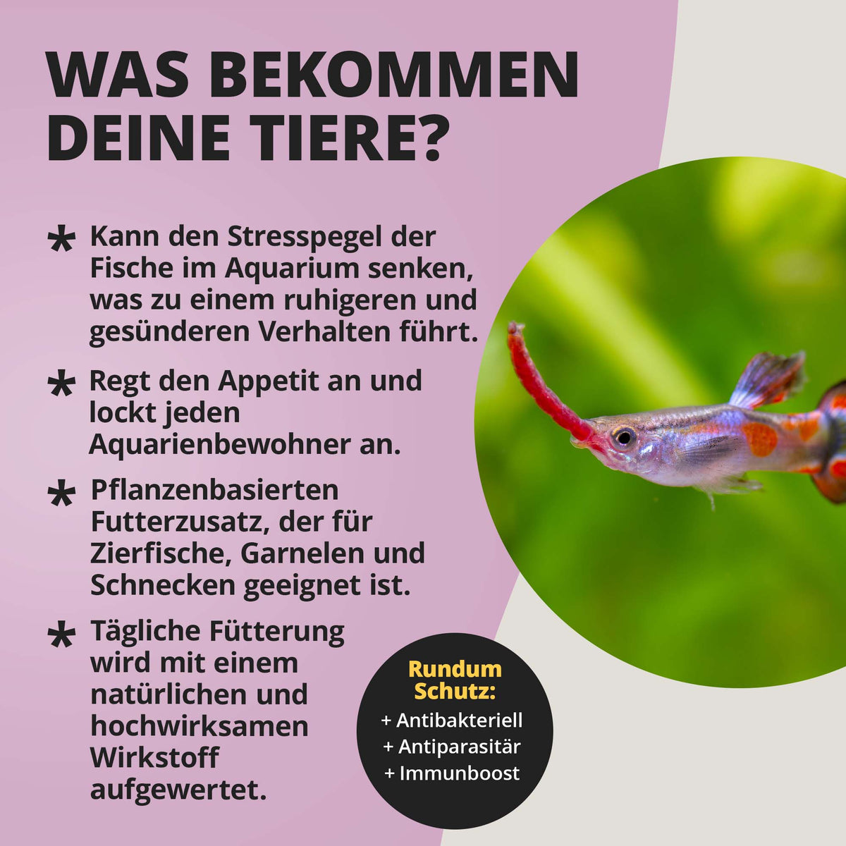 NatureHolic Garlic Drops – 500 Tropfen Knoblauch-Futterzusatz mit innovativer Gelformel für Vitalität & Immunsystem