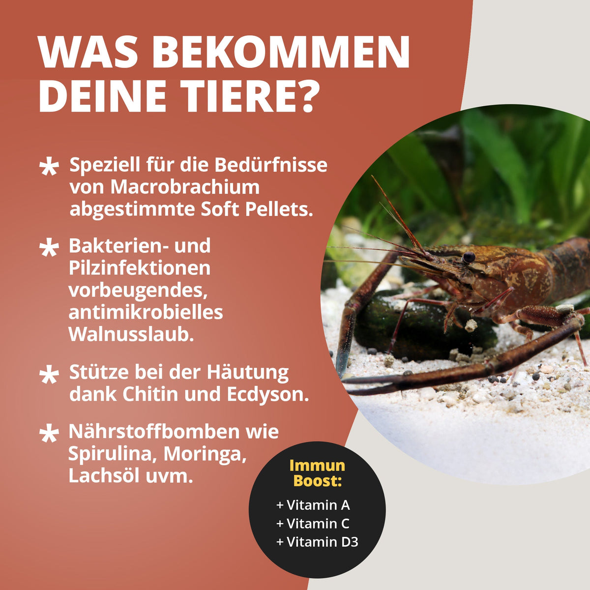 NatureHolic - Macrofeed / Großarmgarnelen-Futter - 30g