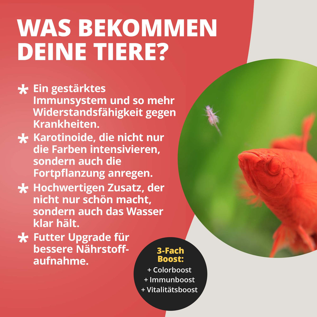 NatureHolic Color Drops - 30ml Fischfutter Zusatz für intensive Farben