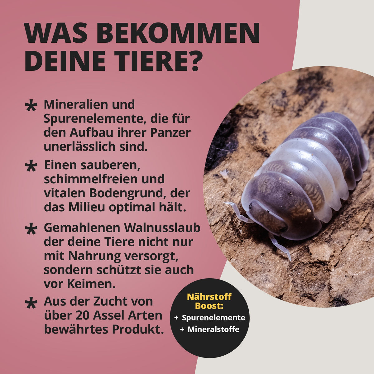 NatureHolic Assel Protect TerrainBoost - für die Bodenverbesserung im Asselterrarium