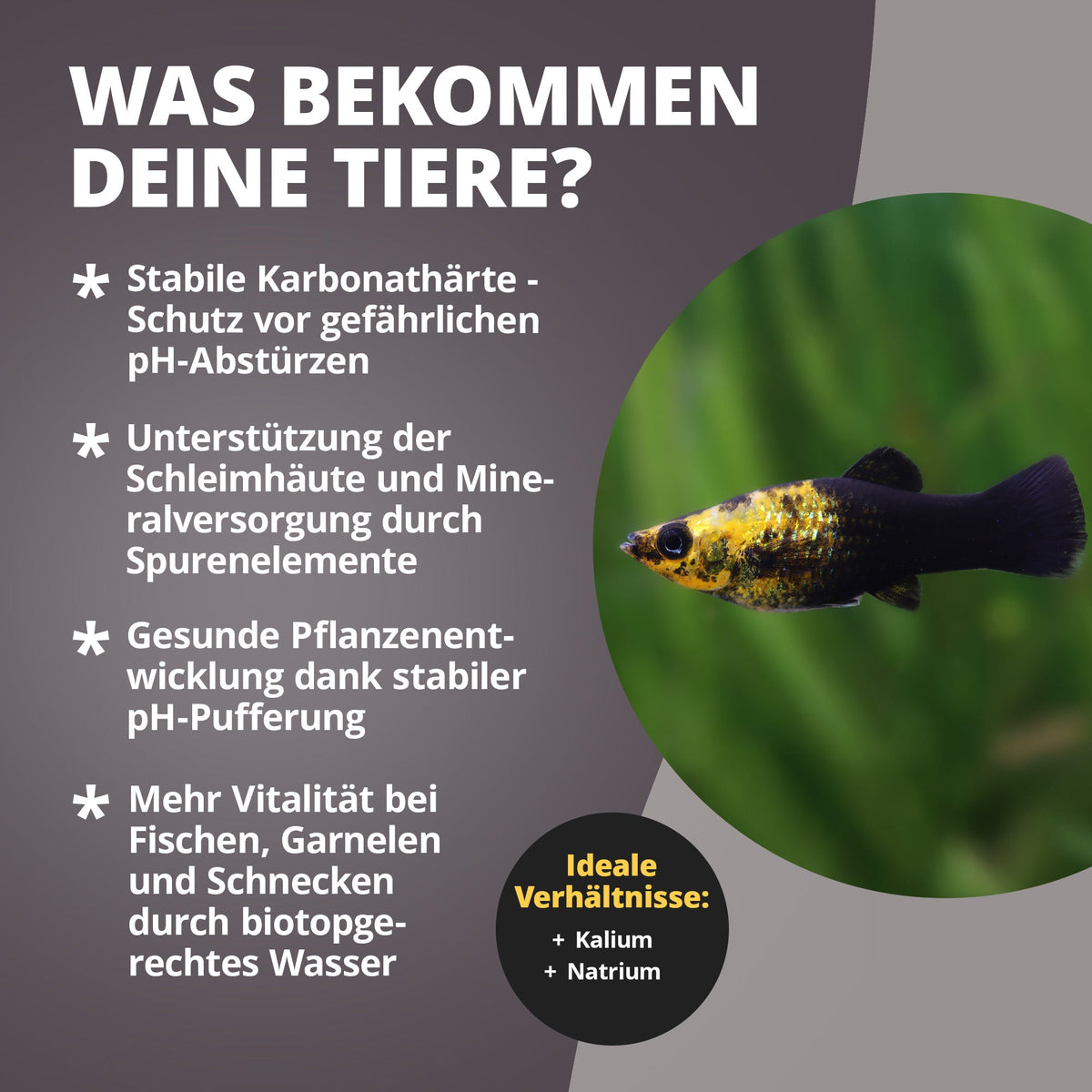 KH Salt Aufhärtesalz