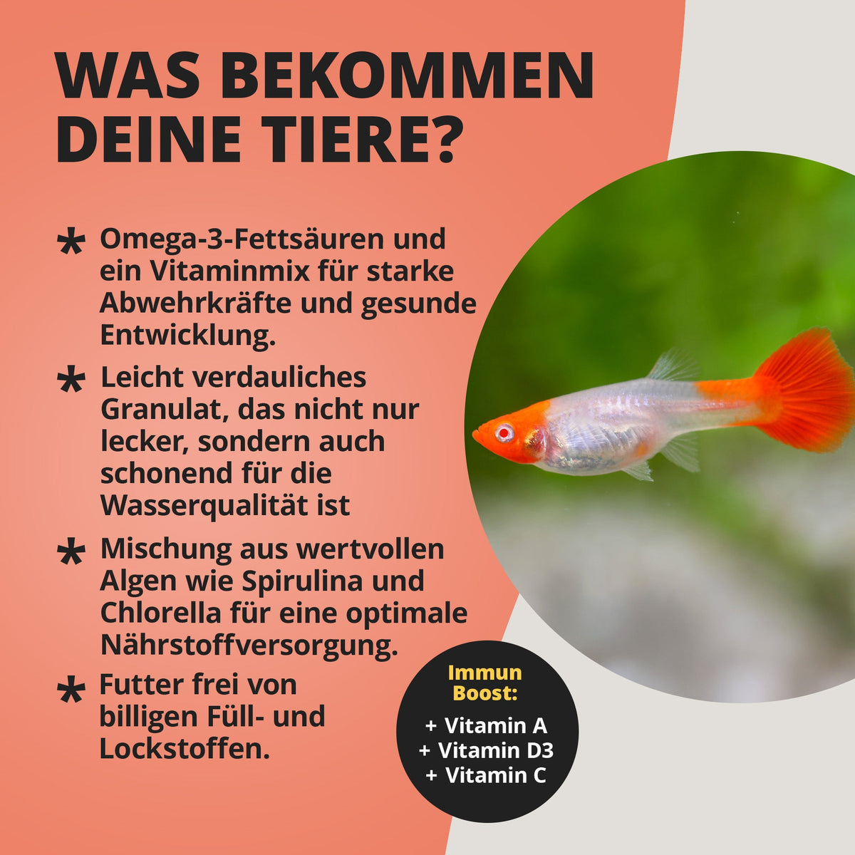 NatureHolic Guppyfeed – Premiumfutter für Guppys & Lebendgebärende