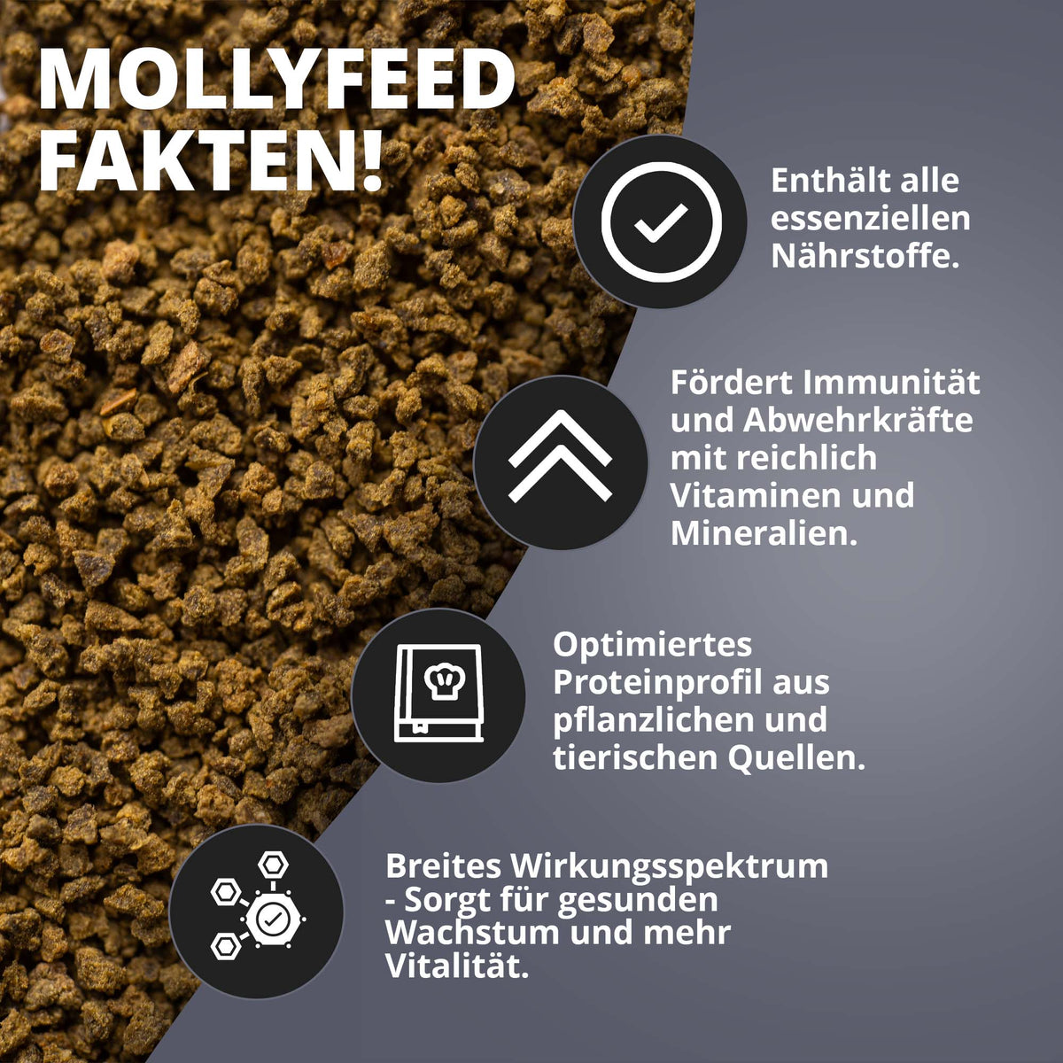 NatureHolic MollyFeed - Molly Futter - Fischfutter 30g