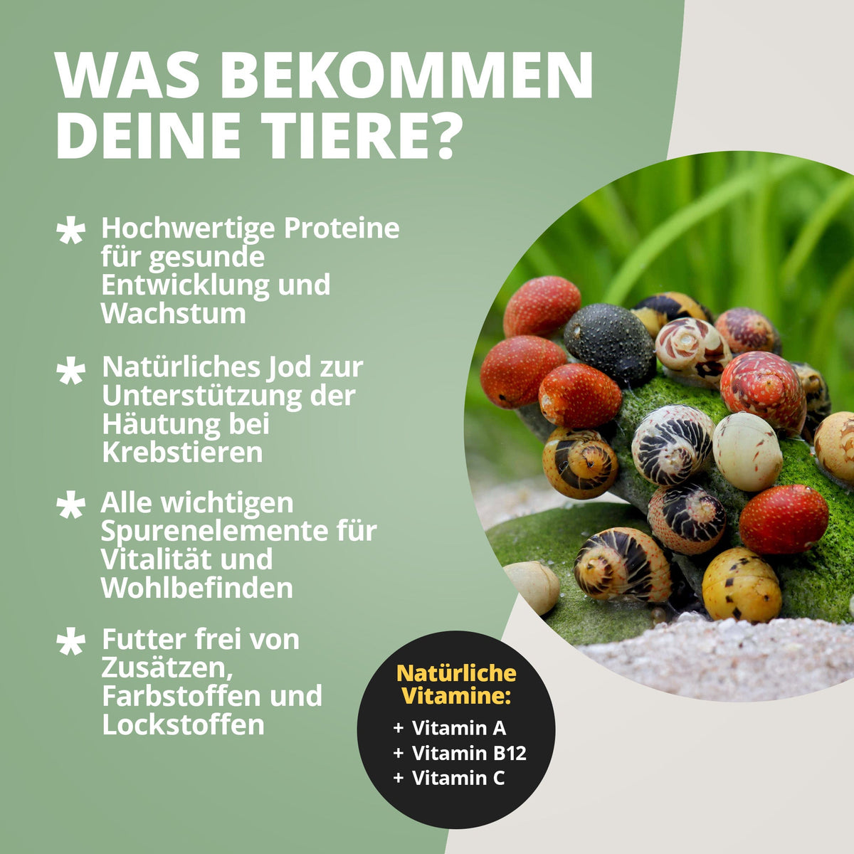 AlgaePlate - 5 stk. - Aufwuchsfresser & Wochenendfutter für Wirbellose ( Algenplatten )