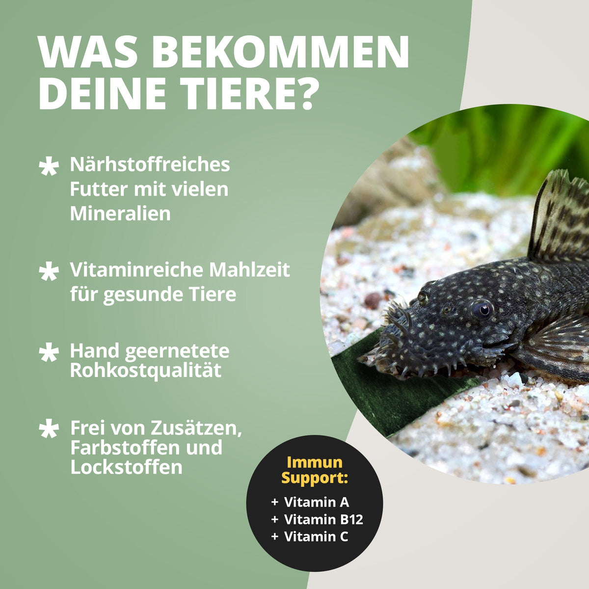NatureHolic - CatfishPlates - Algentafeln (5 stk.) für alle Saugwelse / L - Welse