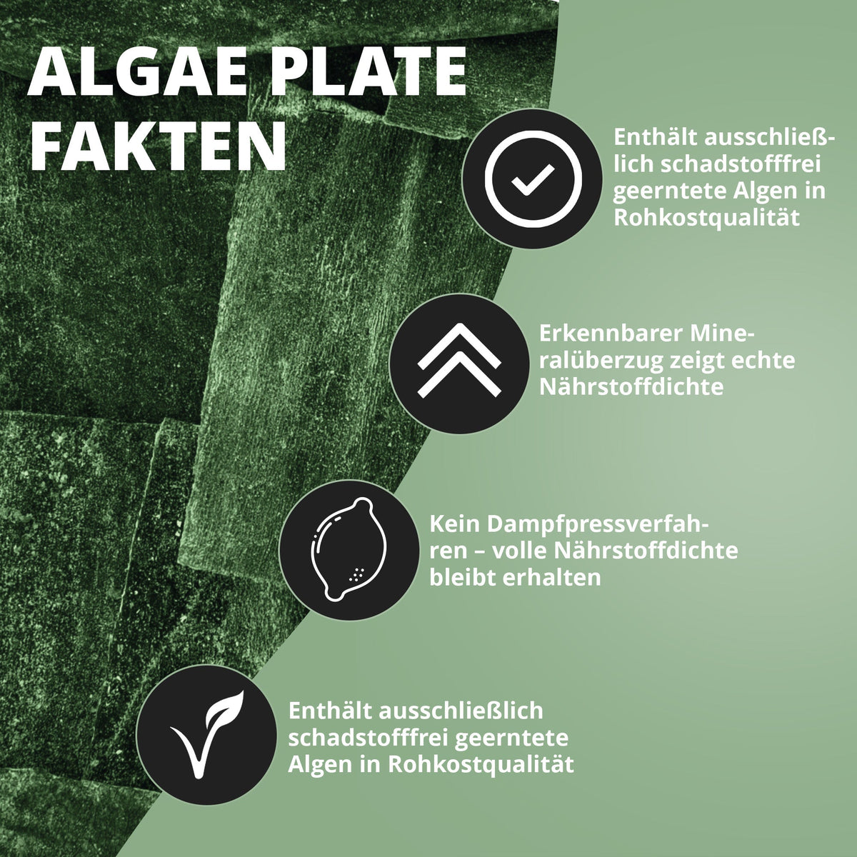 AlgaePlate - 5 stk. - Aufwuchsfresser & Wochenendfutter für Wirbellose ( Algenplatten )