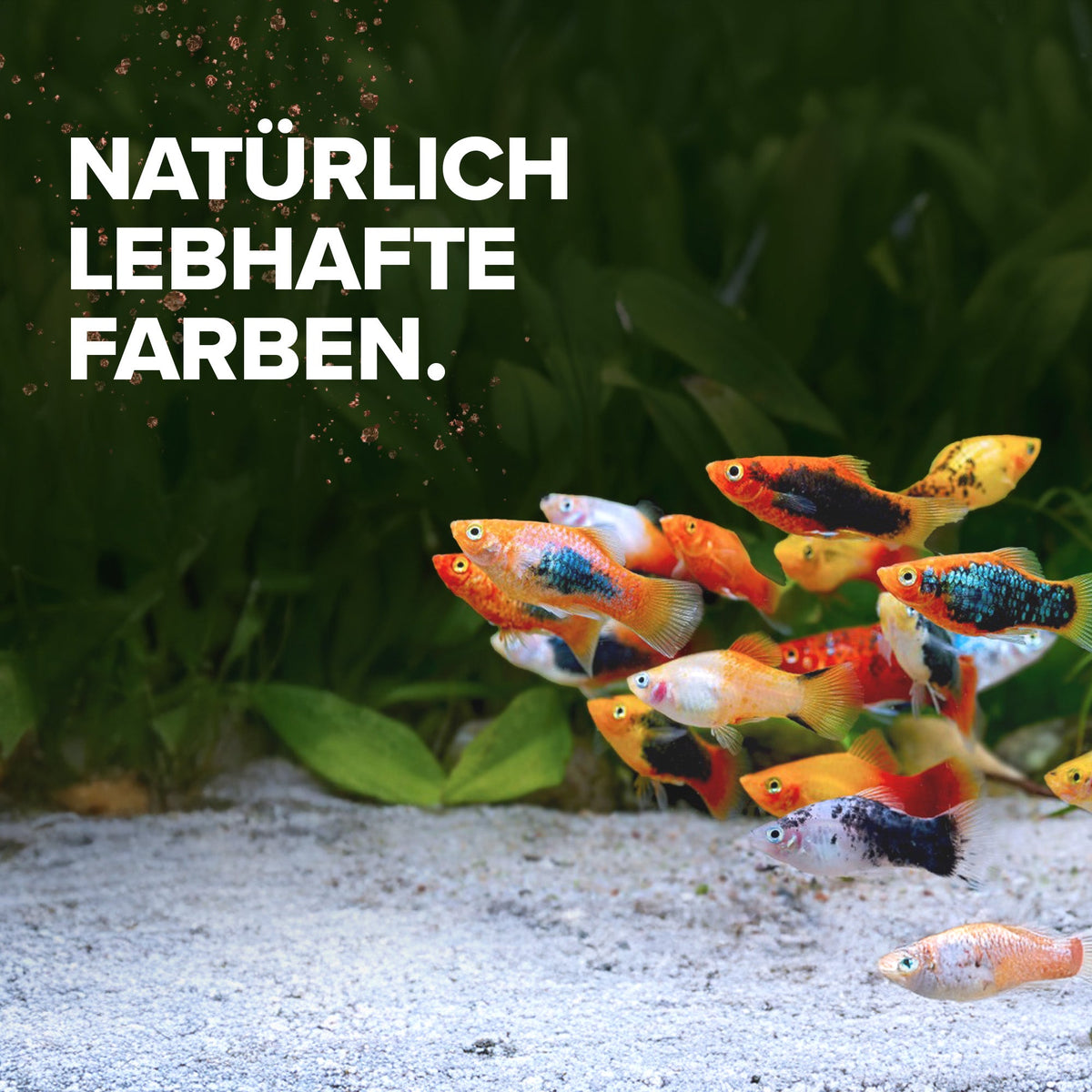 Zierfischfutter Farbverstärkung