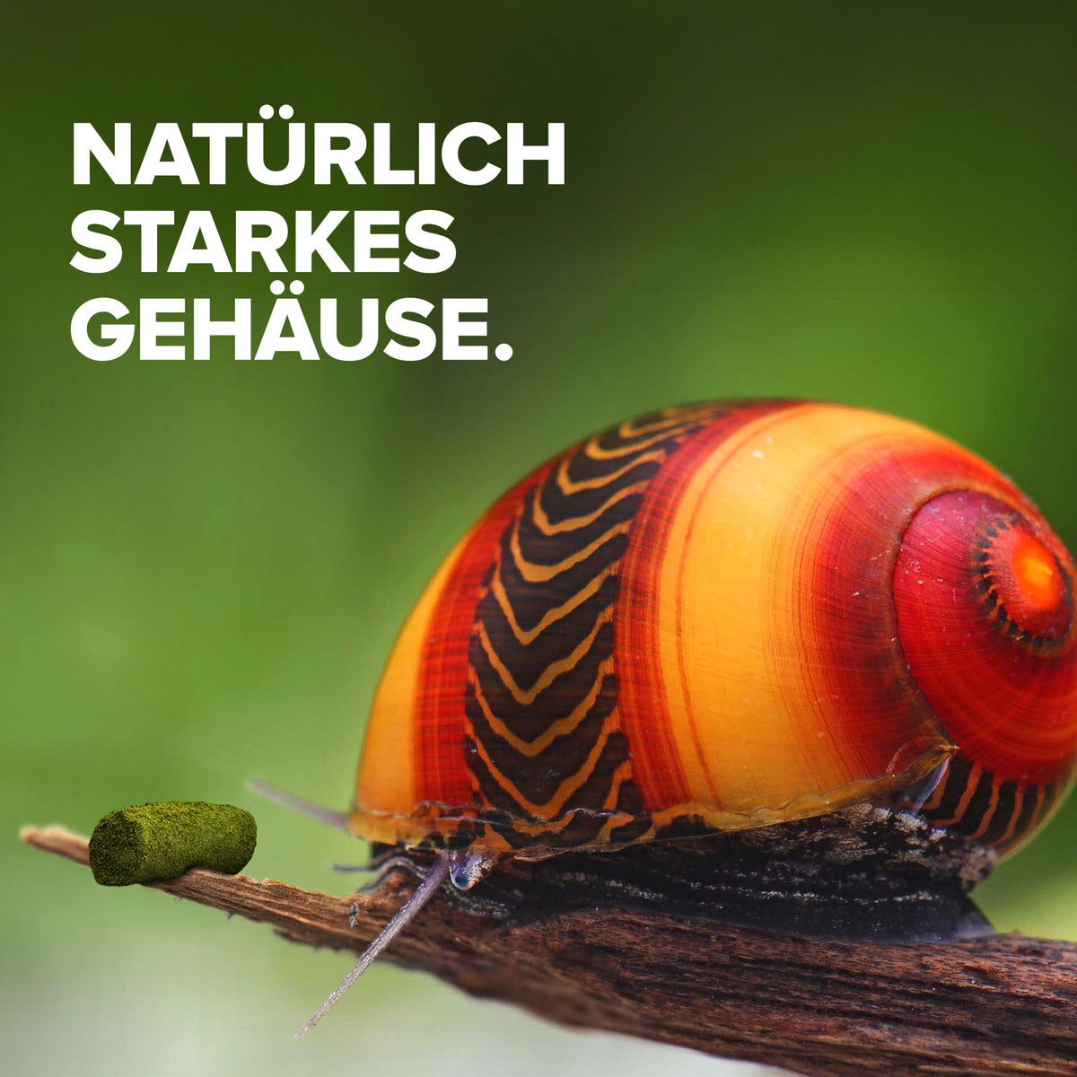NatureHolic - Schneckenfeed Sticks - 30g - Snailfeed Sticks