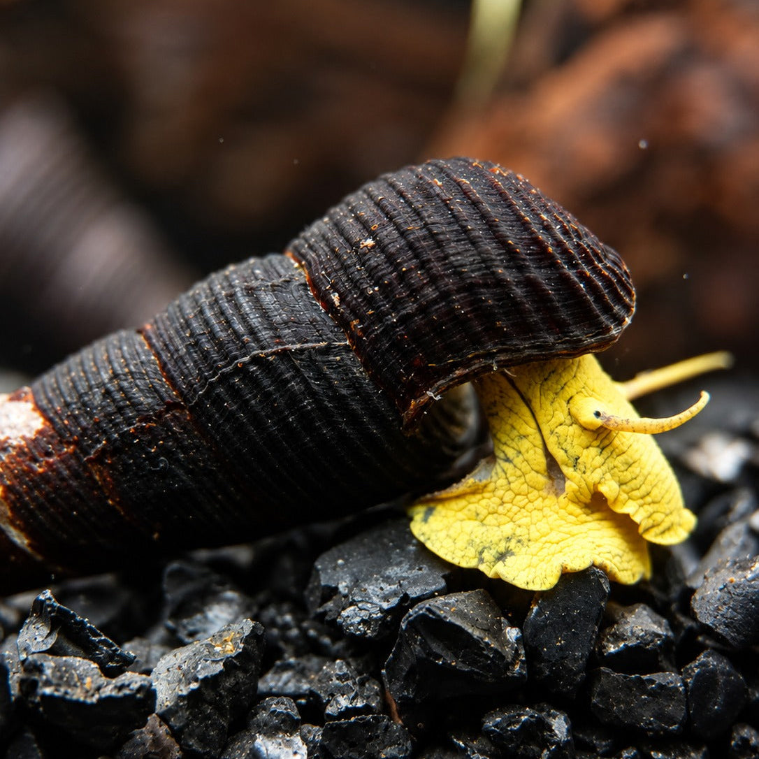 Gelbe Pososchnecke - Tylomelania sp.