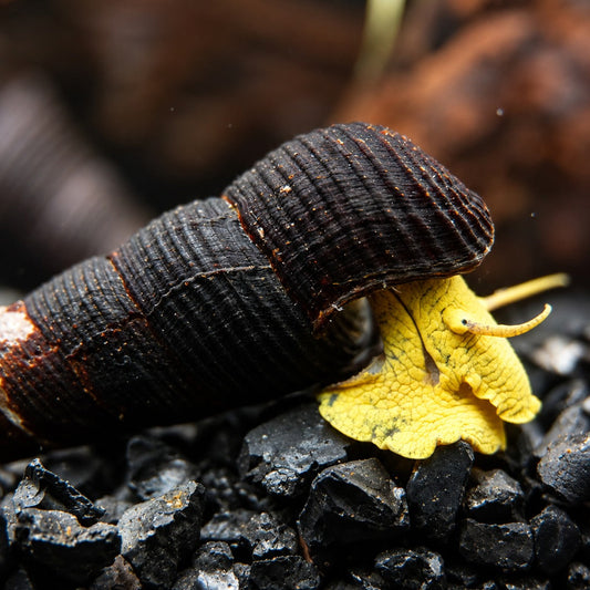 Gelbe Pososchnecke - Tylomelania sp.
