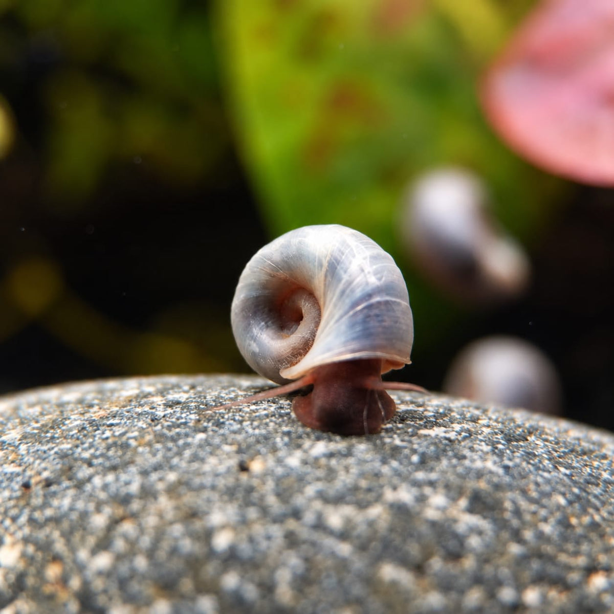 Baby Blaue Posthornschnecke - Planorbella/Planorbis sp. (blau)