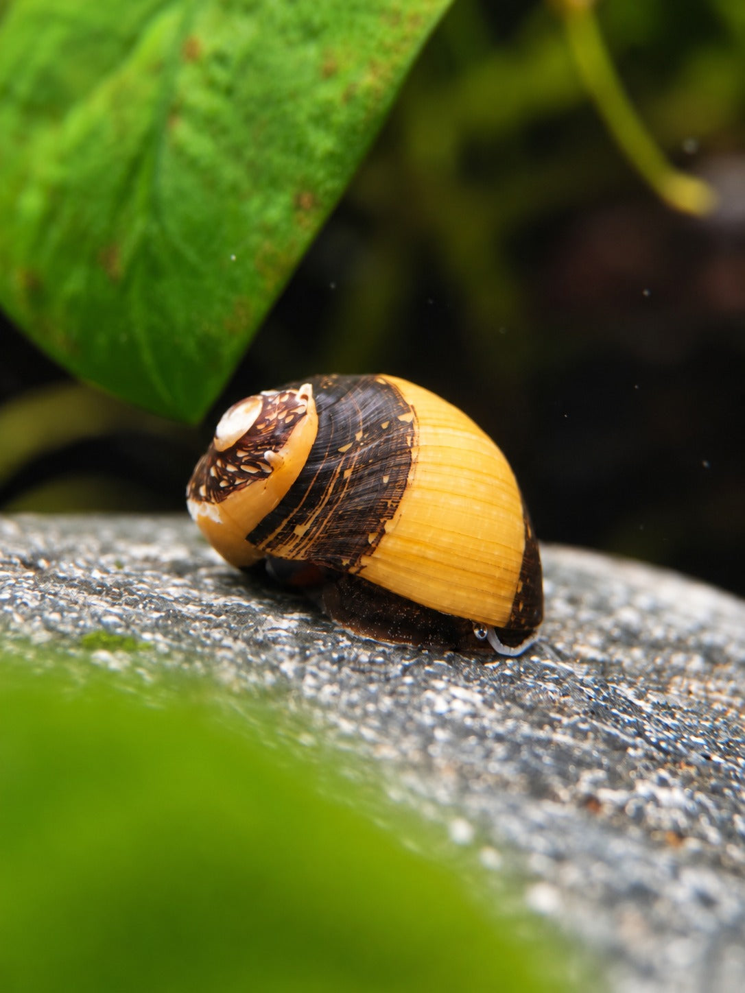 Geweihschnecke Schwarz/Gelb – Algenfresser für Süßwasseraquarien