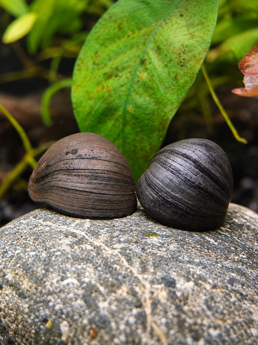 XL Napfschnecken- Stahlhelmschnecke