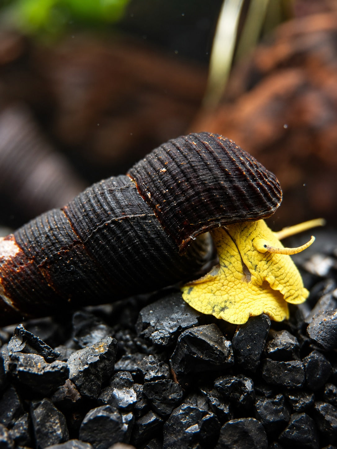 Gelbe Pososchnecke - Tylomelania sp.