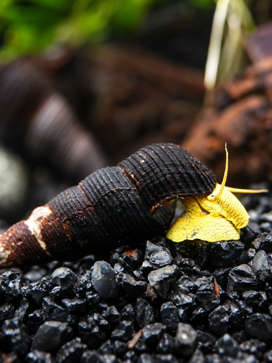Gelbe Pososchnecke - Tylomelania sp.