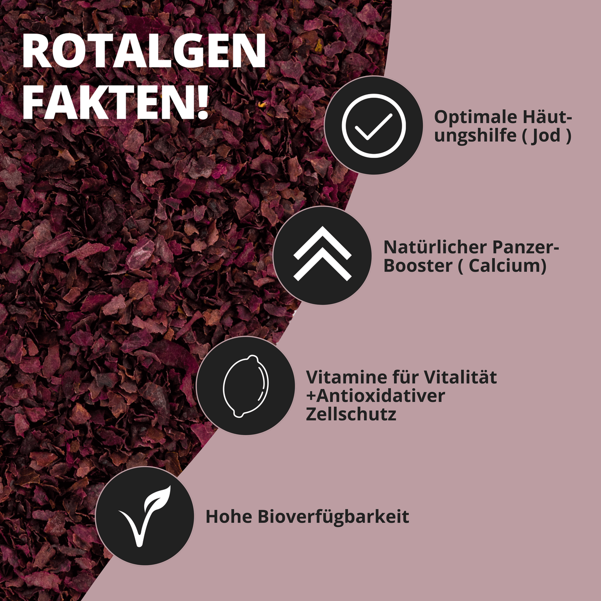 NatureHolic AlgaeFlakes - 100ml Algenflocken