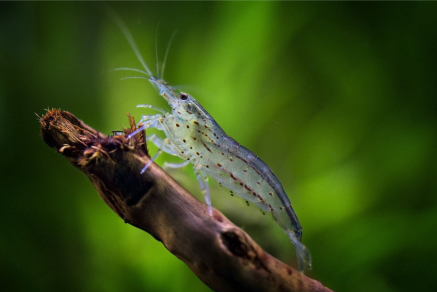 Amanogarnele - Größe XL - Caridina multidentata