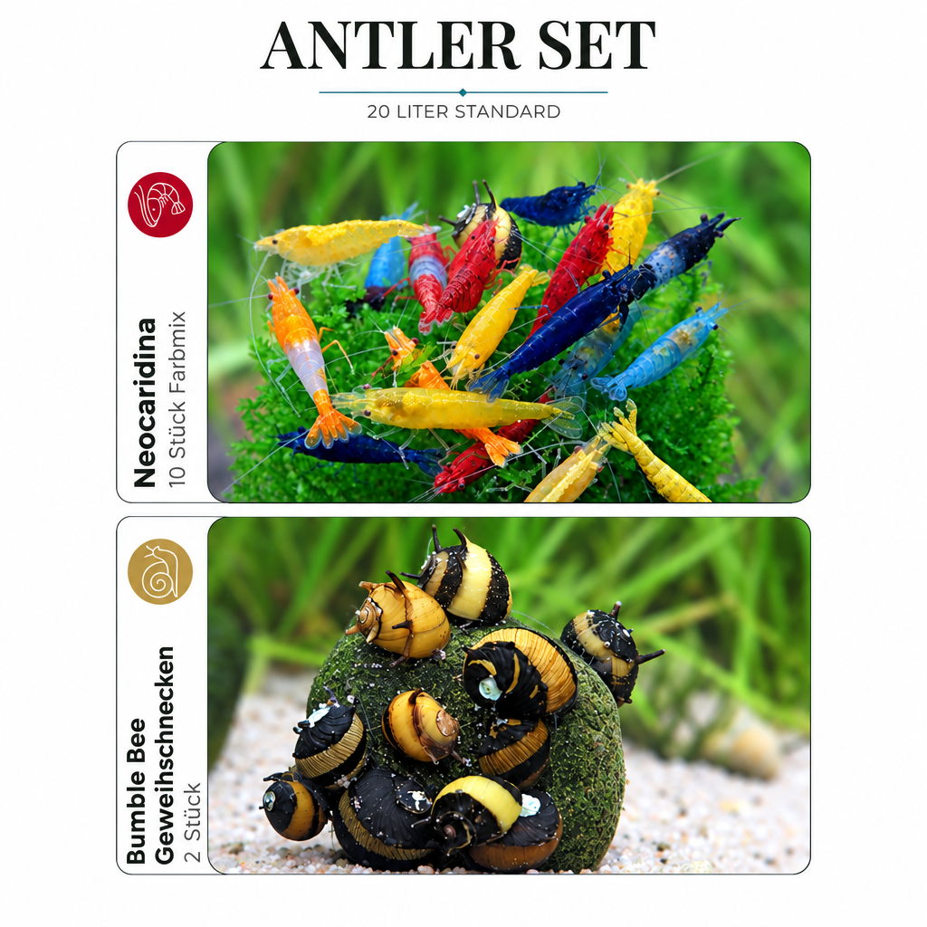 Antler-Set mit einheitlicher Ausrichtung