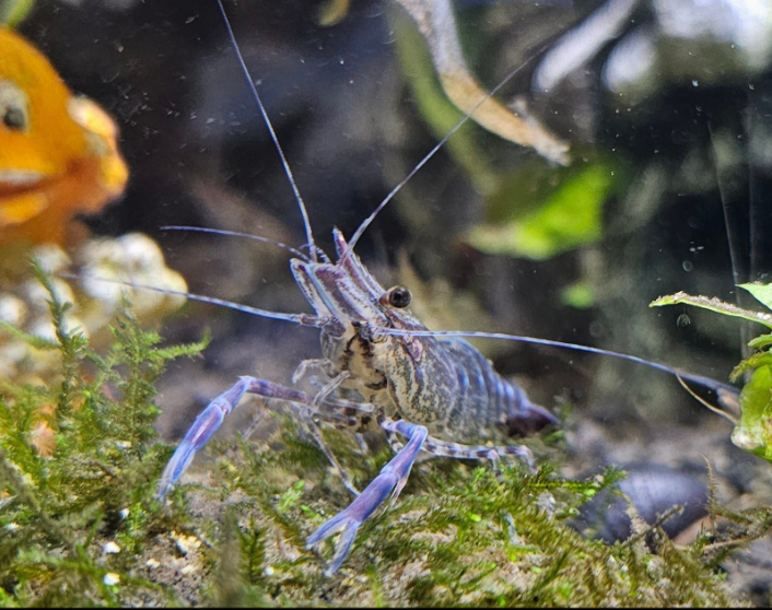 Blauscherengarnele- Macrobrachium peguense