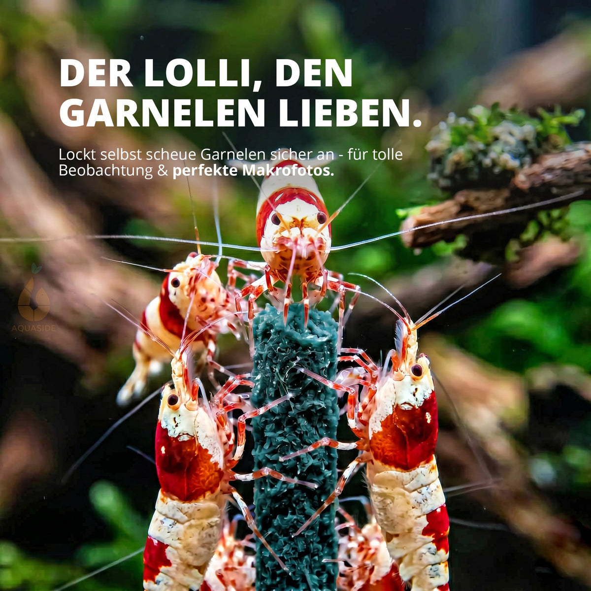 NatureHolic - Garnelen Lollies „Blue Spirulina“ - 5 Lollis fürs Aquarium