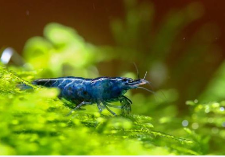 Blue Dream Garnele - Neocaridina davidi