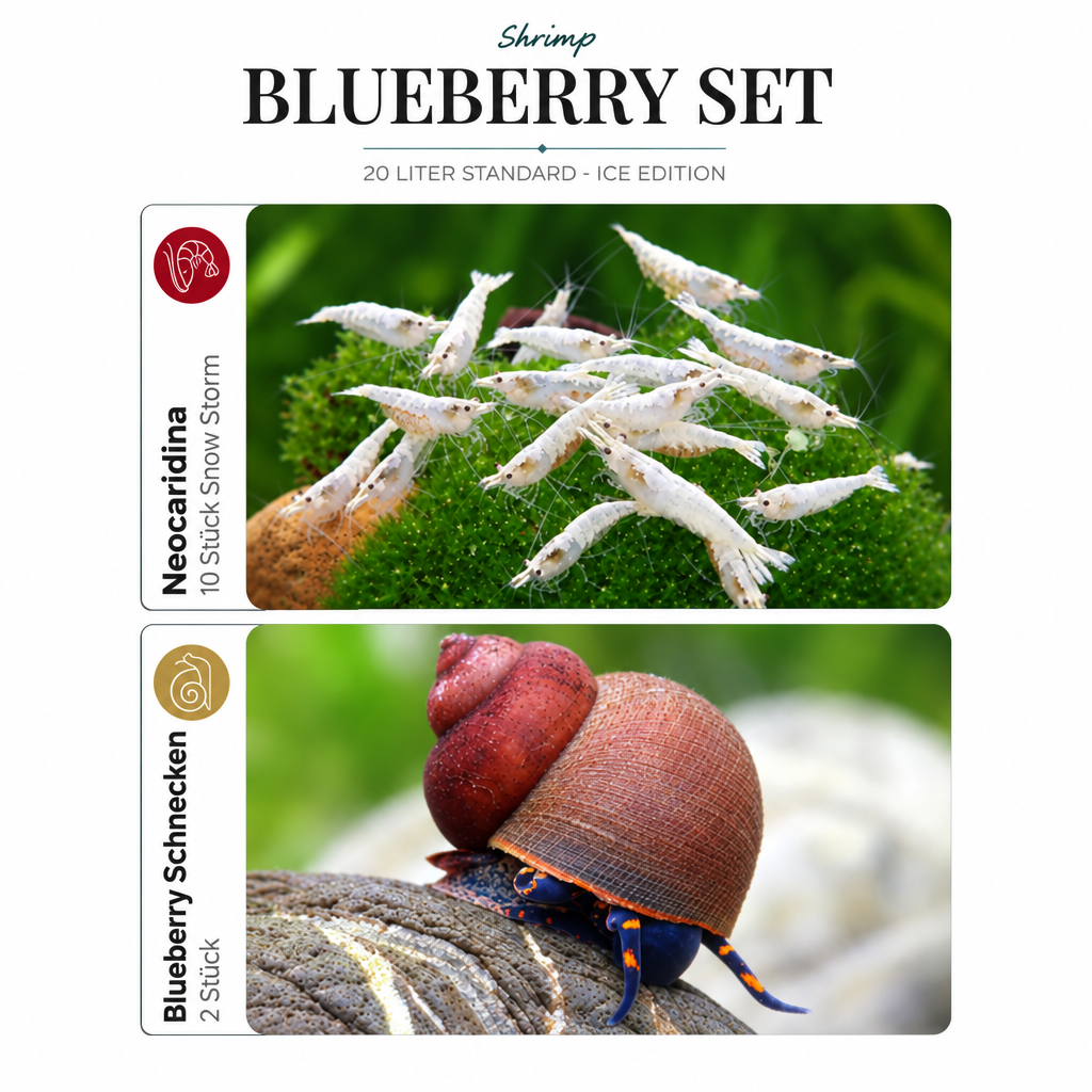 Blueberry-Set Ice Edition mit einheitlicher Ausrichtung