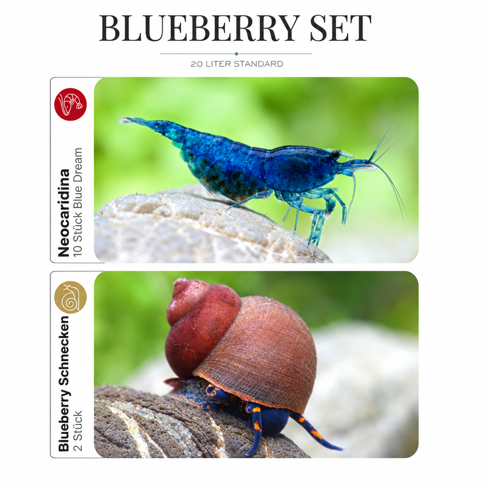 Blueberry-Set mit den neuen Garnelen- und Schneckenfotos