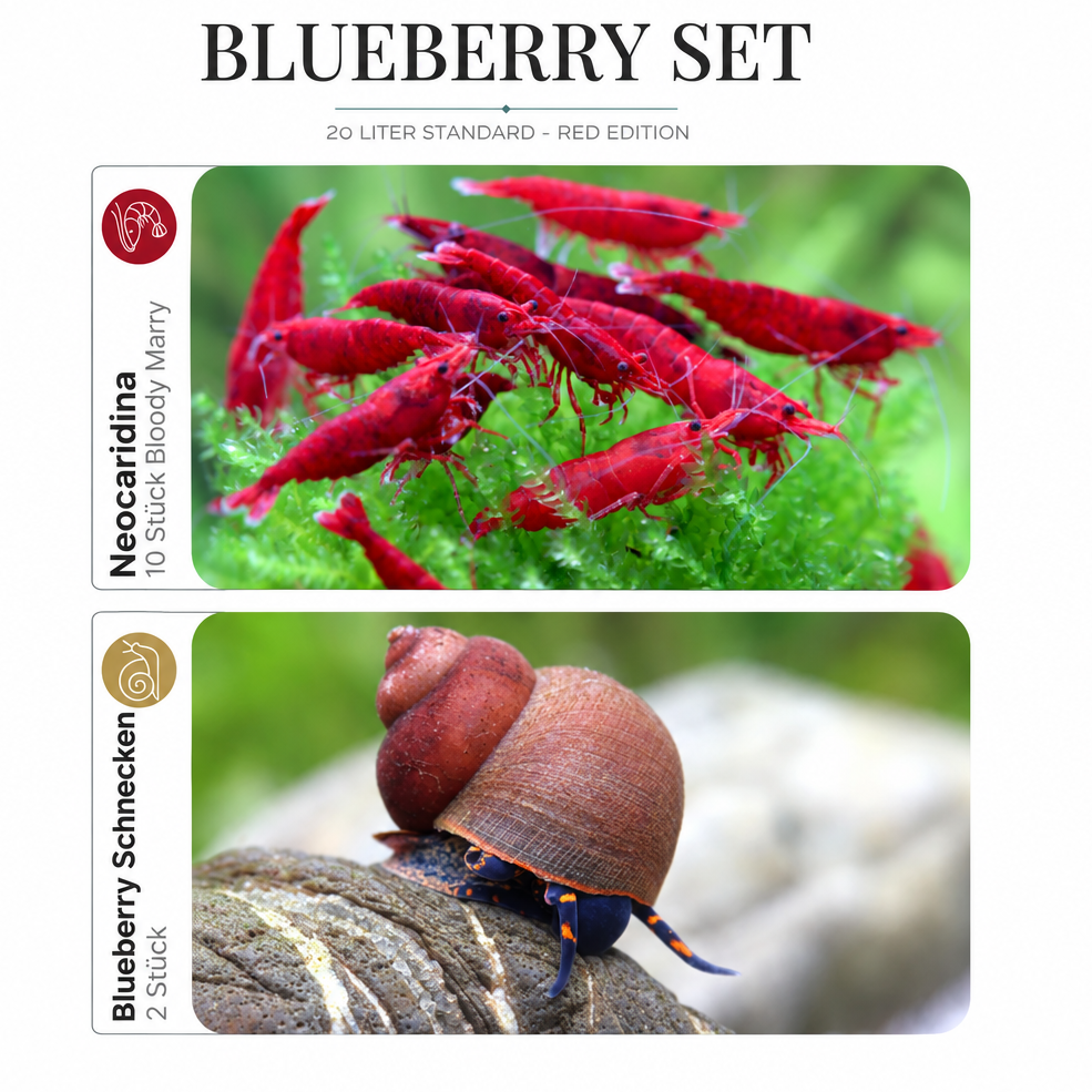 Blueberry-Set Red Edition mit neuen Garnelen- und Schneckenfotos